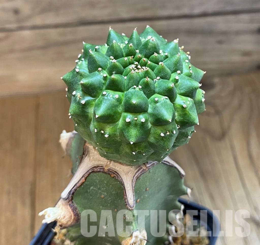 SH12105 Euphorbia gymnocalycioides, grafted - Image 4