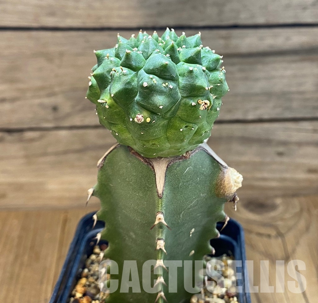 SH12105 Euphorbia gymnocalycioides, grafted - Image 2