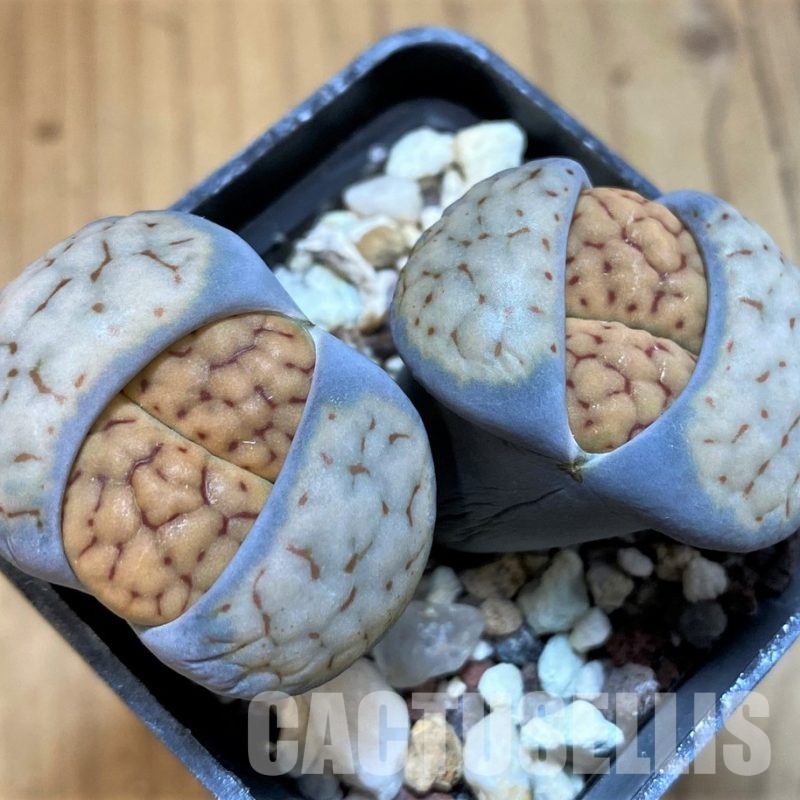 SH3195 Lithops schwantesii