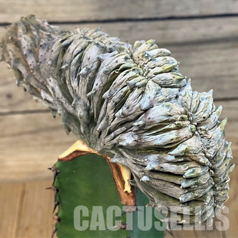 SH18883 Euphorbia abdelkuri f. cristata, grafted