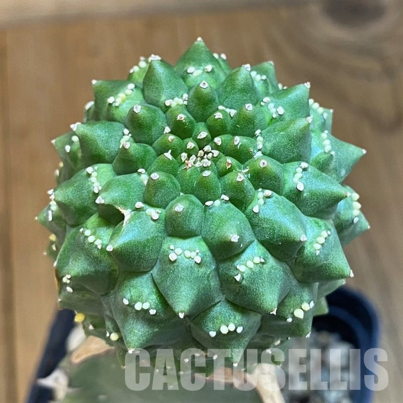 SH5646 Euphorbia gymnocalycioides, grafted