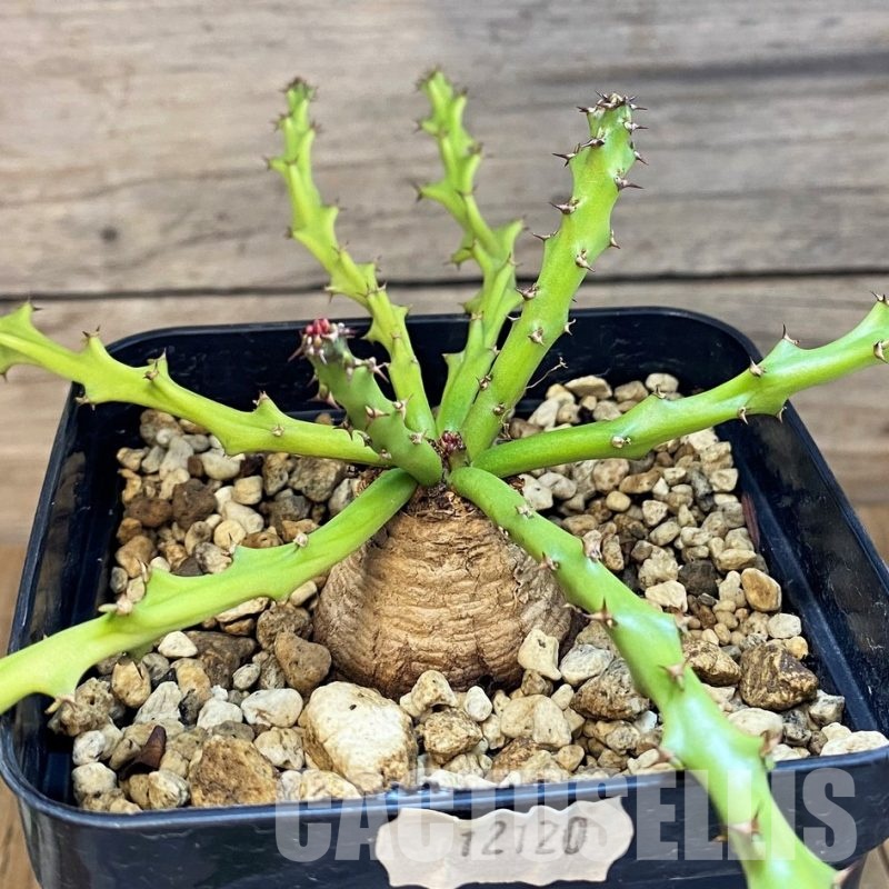 SH12120 Euphorbia decidua ES10264