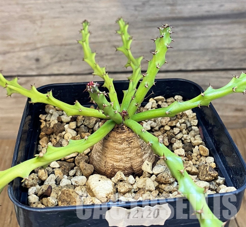 SH12120 Euphorbia decidua ES10264