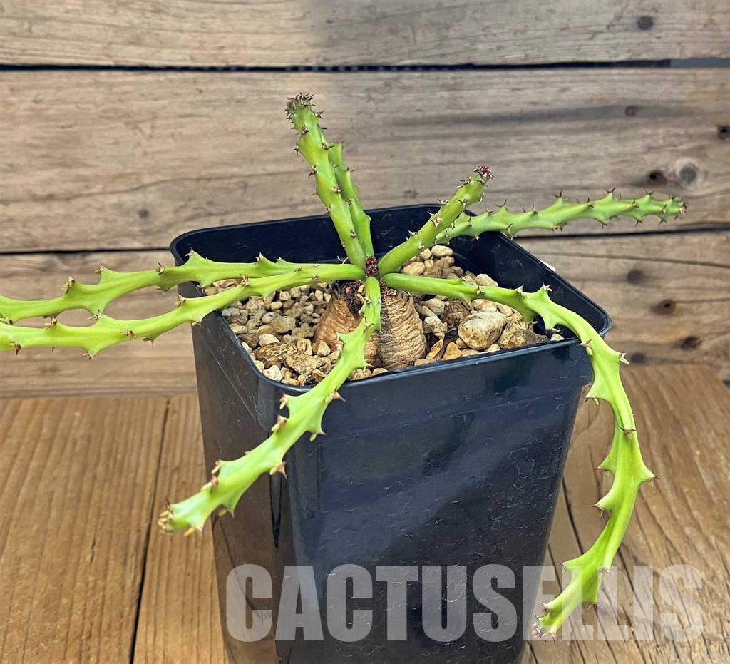 SH12120 Euphorbia decidua ES10264 - Image 2