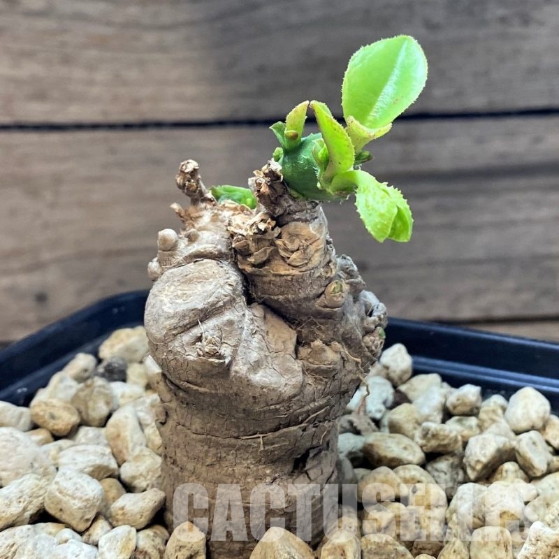 SH28778 Monadenium echinulatum ES21907