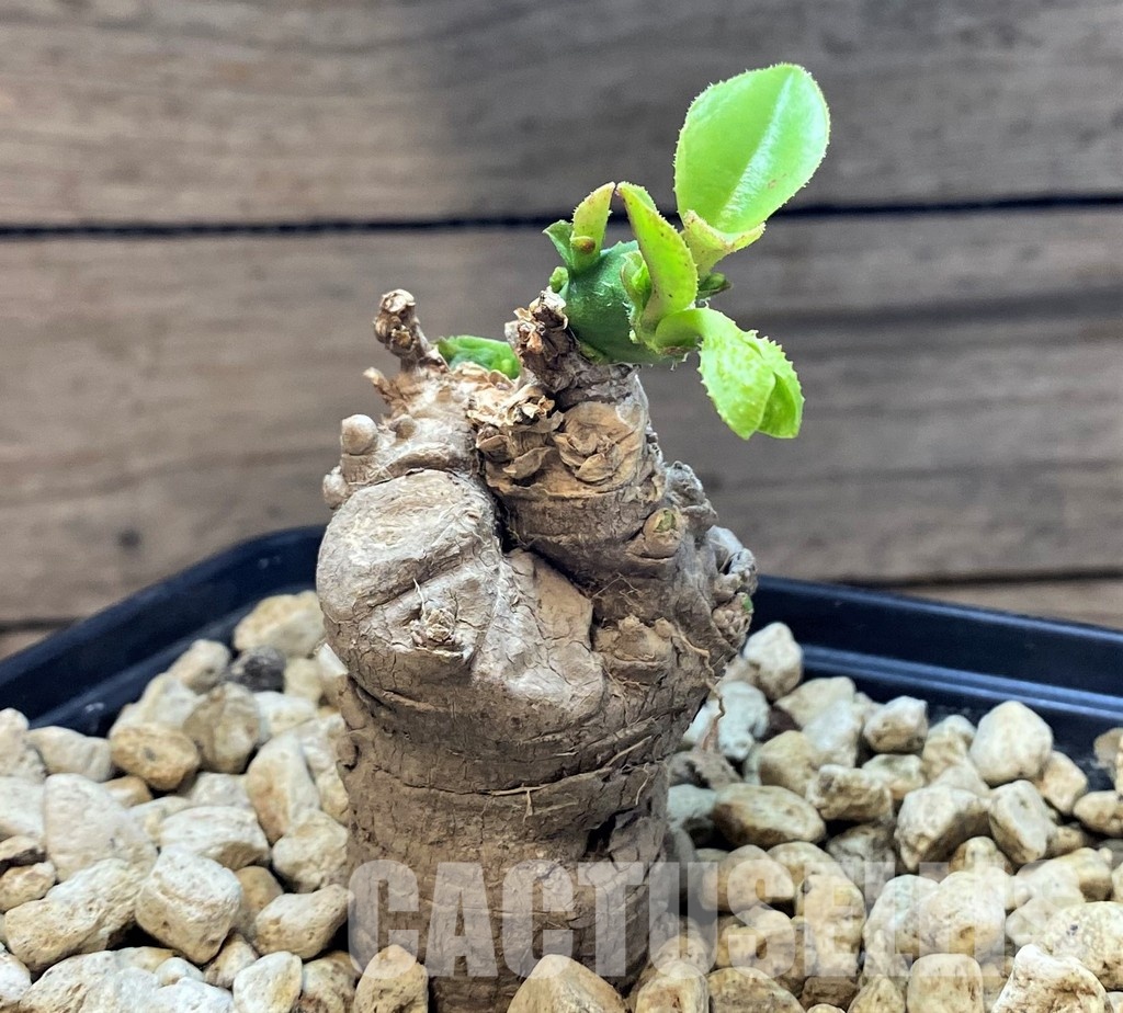 SH28778 Monadenium echinulatum ES21907