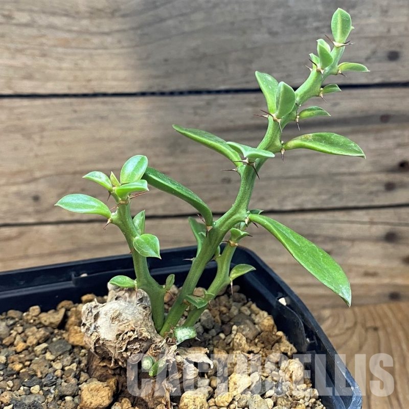 SH28779 Euphorbia platyrrhiza