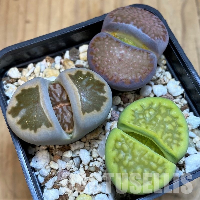 SH11014 Lithops mix