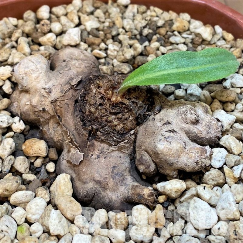 SH28780 Aeollanthus subacaulis light green