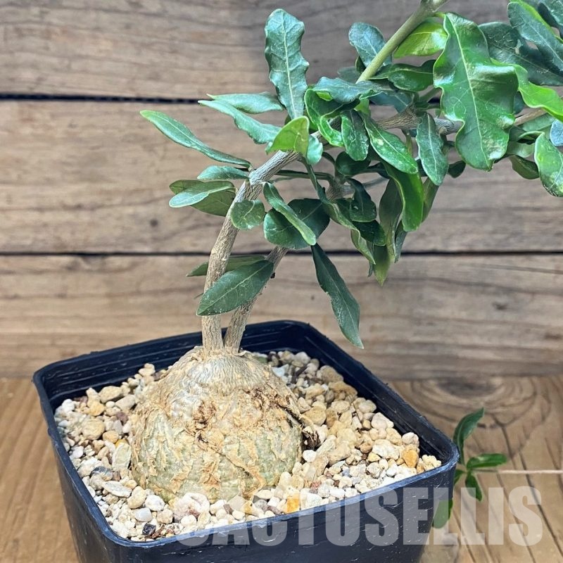 SH28781 Fockea edulis