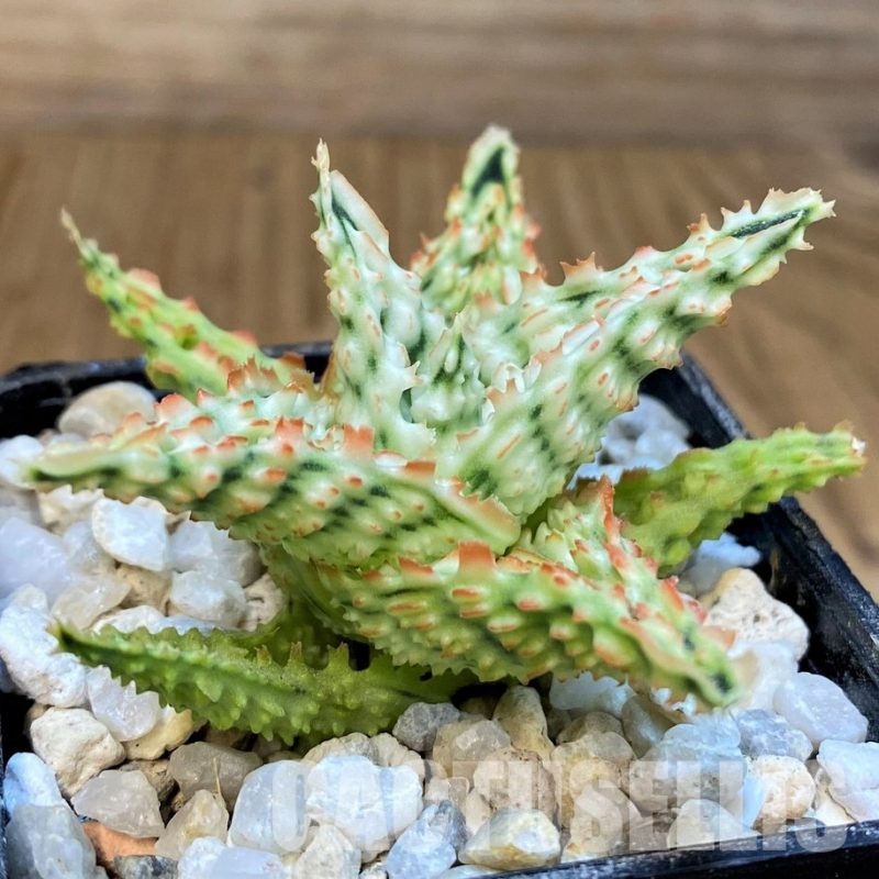 SH28782Aloe TCT hybrid