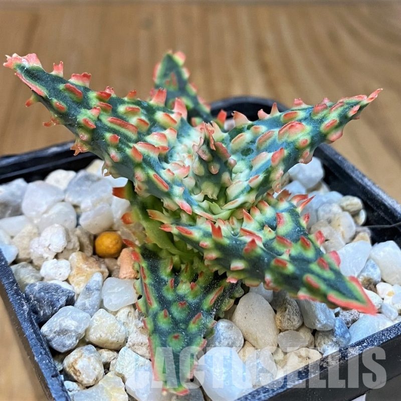 SH28783 Aloe TCT hybrid