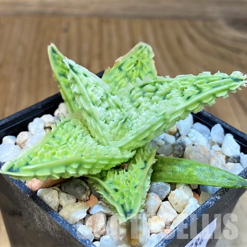 SH28784 Aloe TCT hybrid
