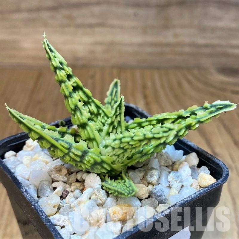 SH28785 Aloe TCT hybrid