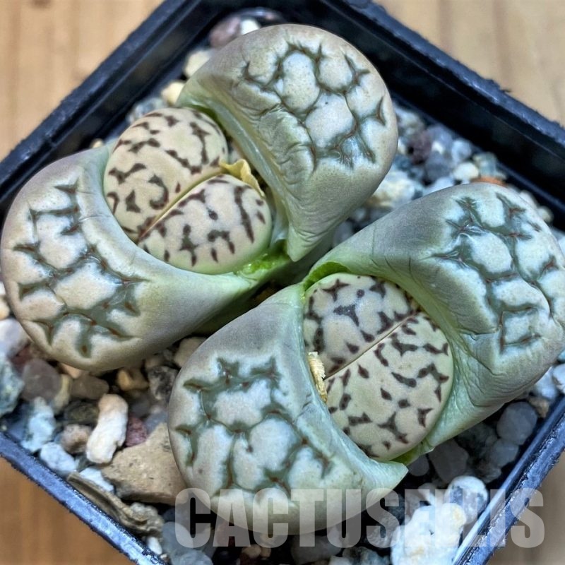 SH11140 Lithops dorotheae