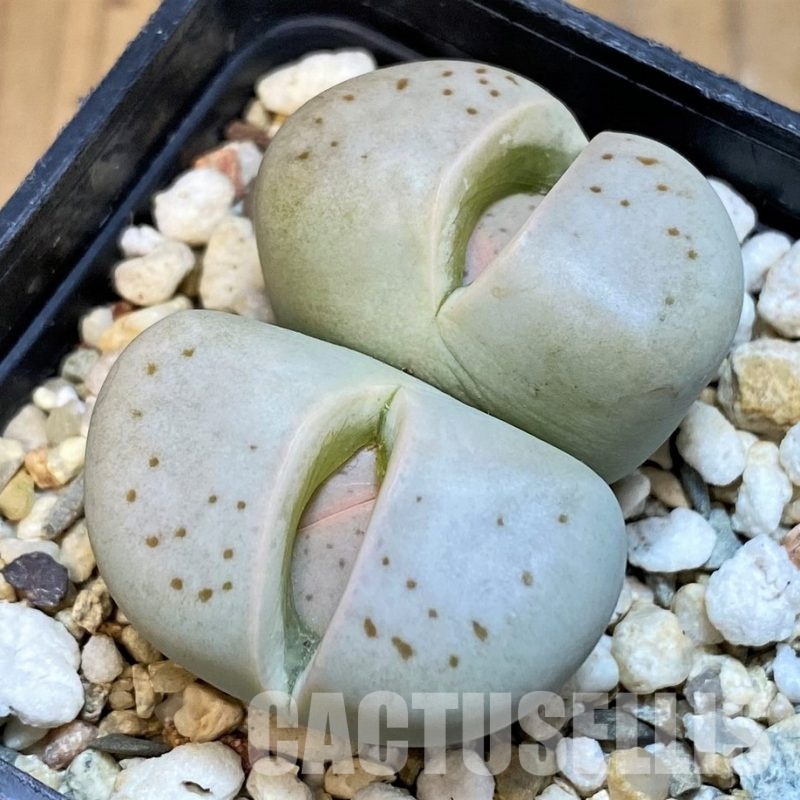 SH4337 Dinteranthus vanzylii