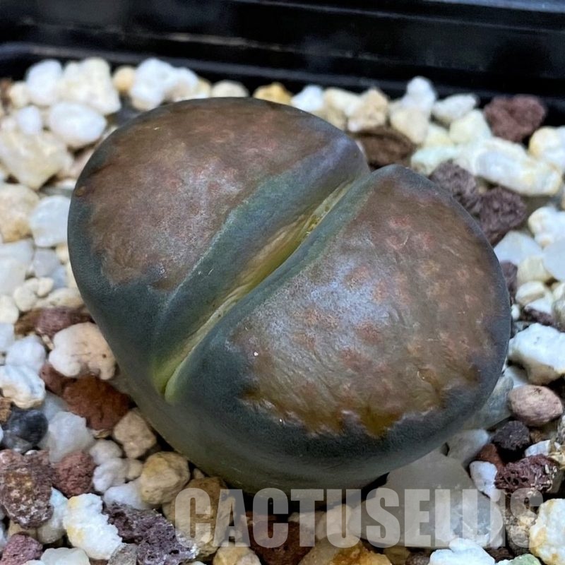 SH10178 Lithops salicola ‘Sato’s Violet’ hybrid