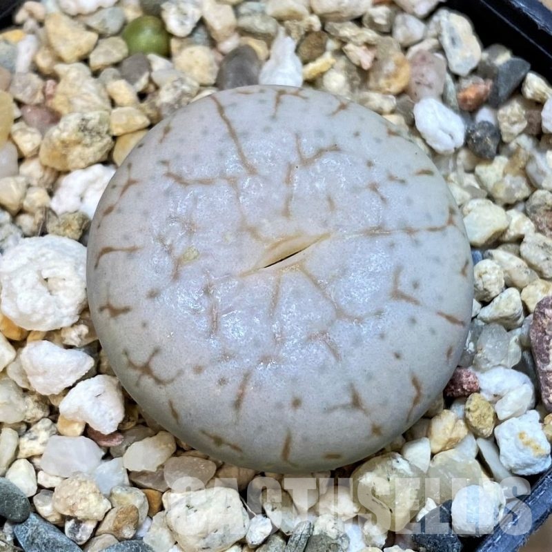 SH14847 Lithops pseudotruncatella ssp. volkii