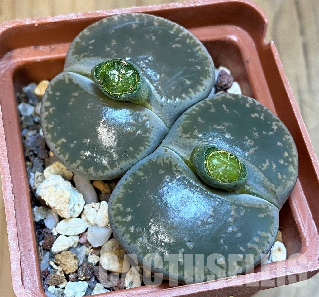 SH4341 Lithops lesliei C359
