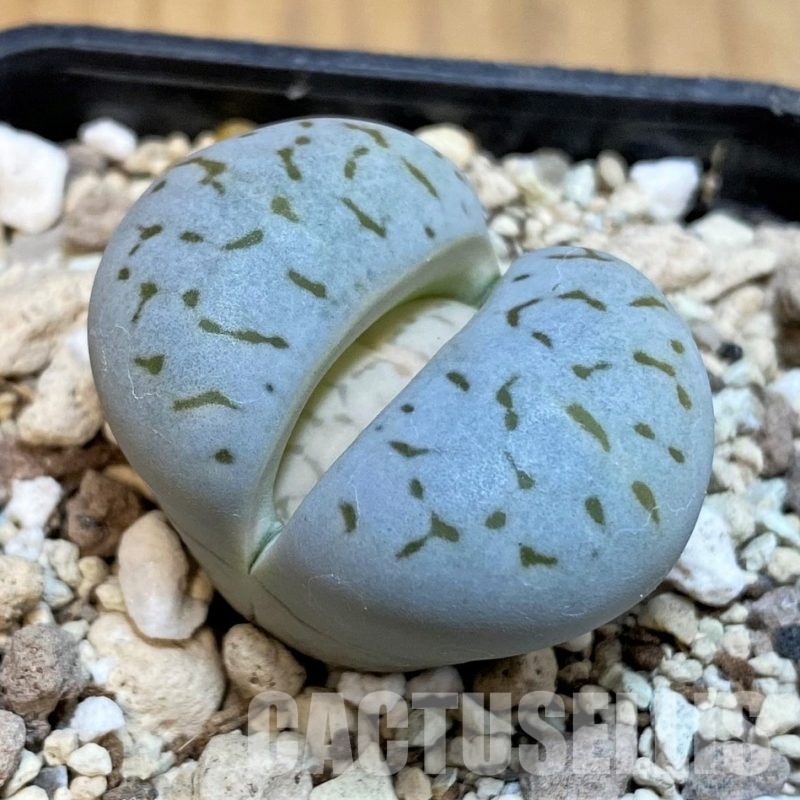 SH16466 Dinteranthus vanzylii