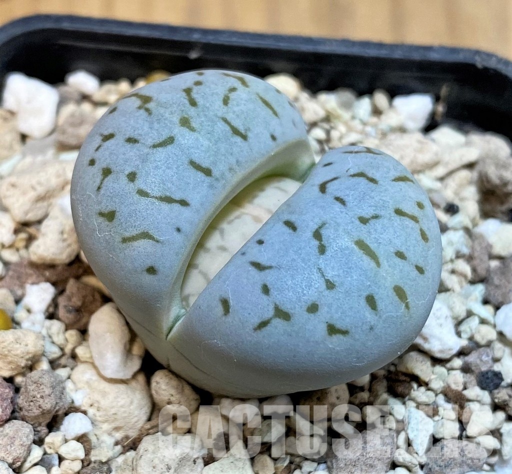 SH16466 Dinteranthus vanzylii