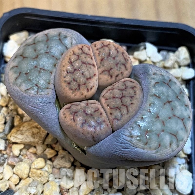 SH16785 Lithops schwantesii