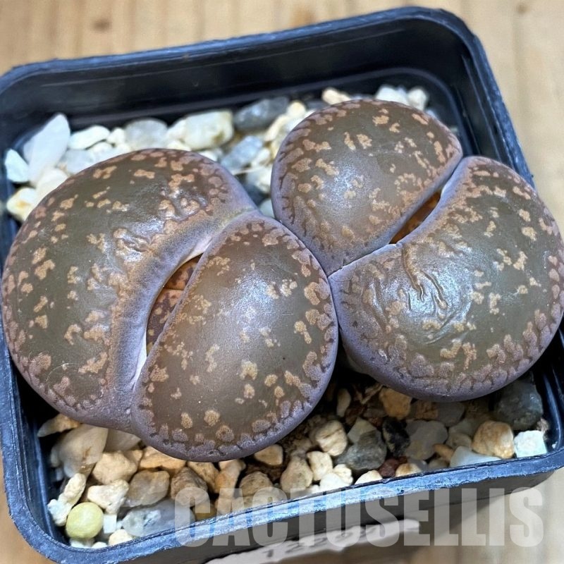 SH12299 Lithops aucampiae C325 -Kuruman Form-