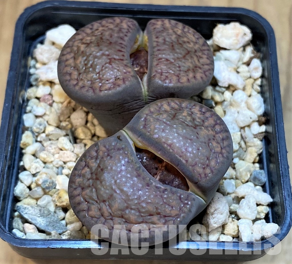 SH16534 Lithops bromfieldii v. glaudinae 'Embers'