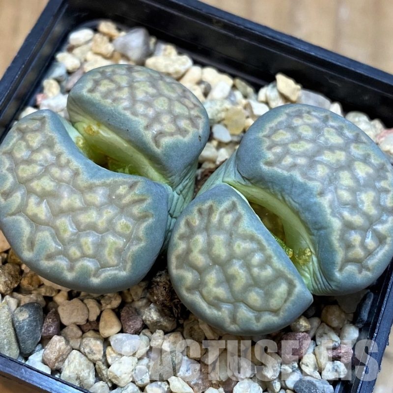 SH13094 Lithops julii v. fulleri