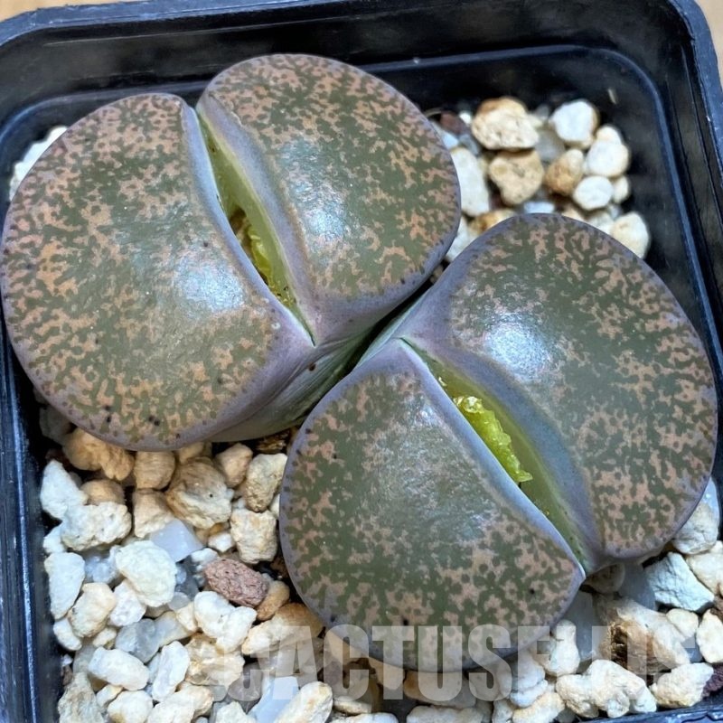 SH1029 Lithops lesliei C 014 -Kimberley-