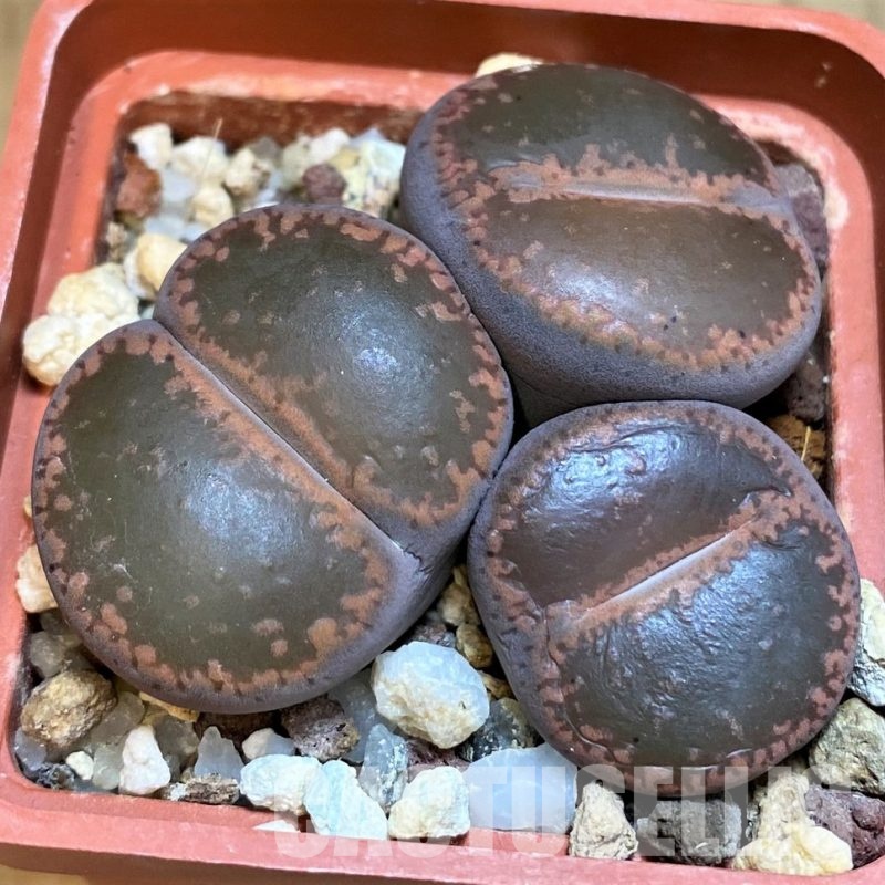 SH6863 Lithops aucampiae C332, ex MG1546.4