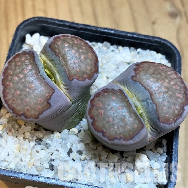 SH17537 Lithops salicola 'Sato's Violet' hybrid