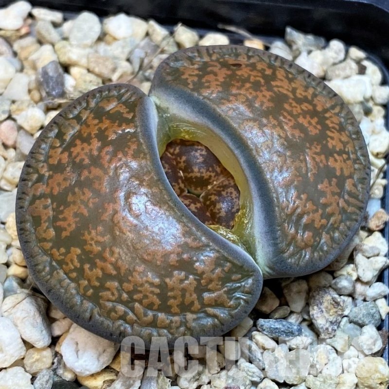SH15934 Lithops lesliei v. hornii