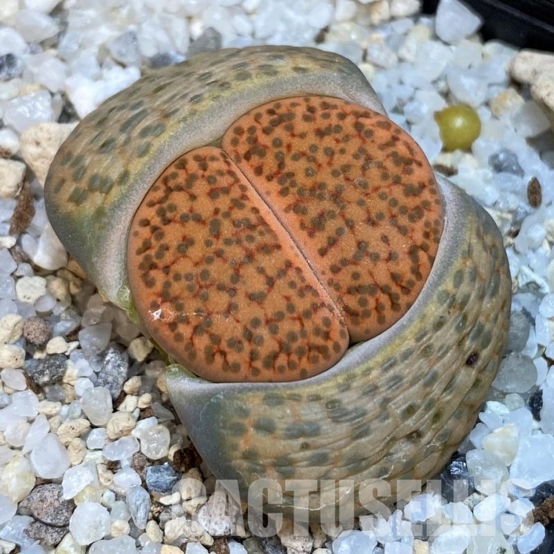 SH18867 Lithops fulviceps C278