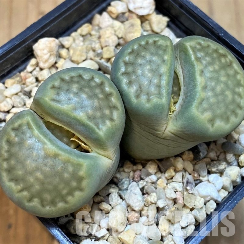 SH18605 Lithops hallii 'Green'