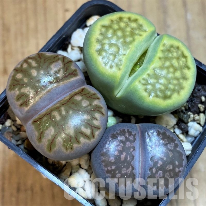 SH10725 Lithops mix