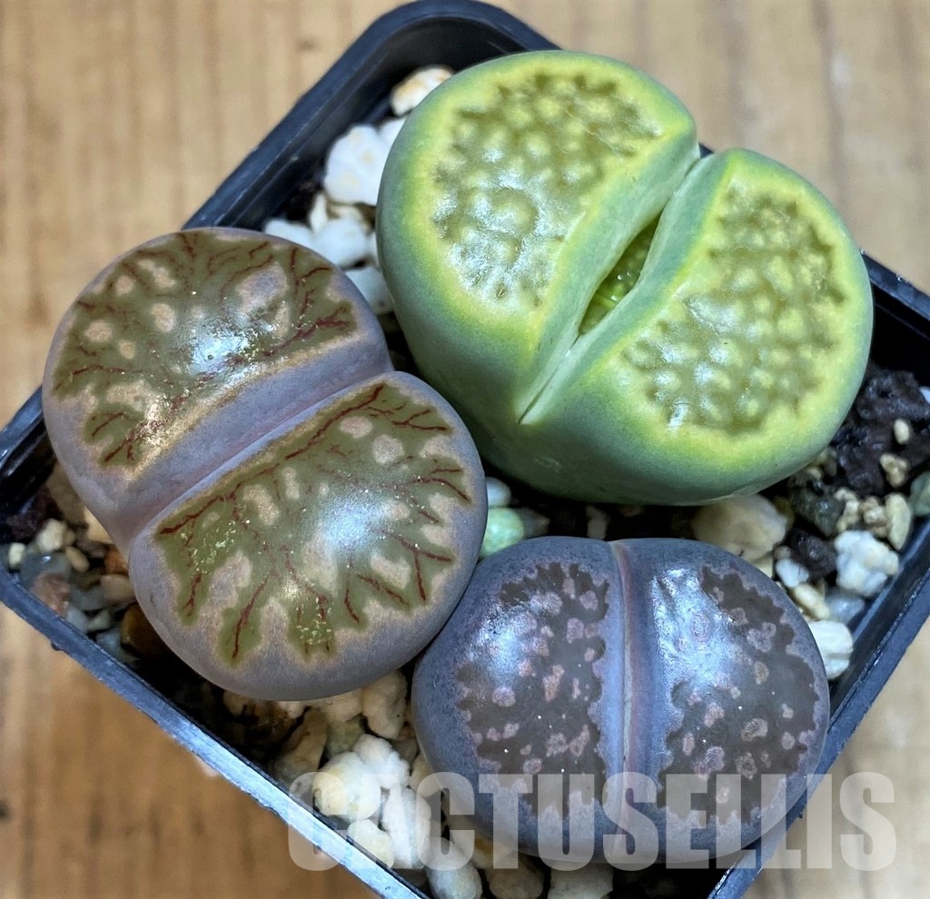 SH28940 Lithops mix