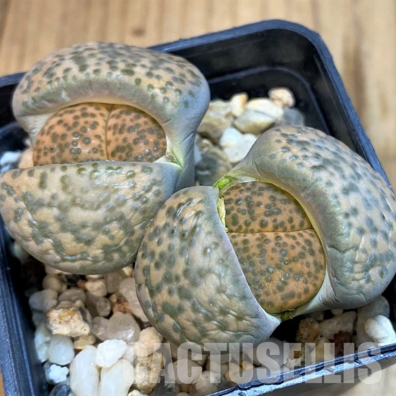 SH10685 Lithops fulviceps
