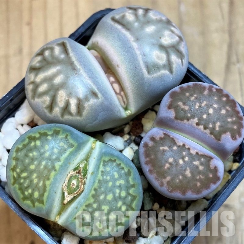 SH10726 Lithops mix