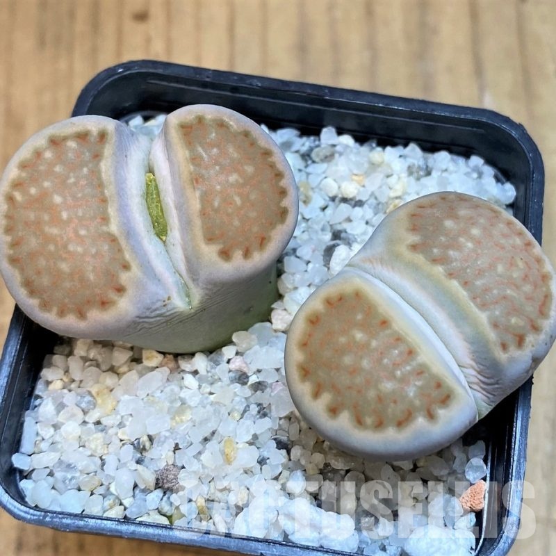 SH18863 Lithops halii x salicola 'Bacchus'