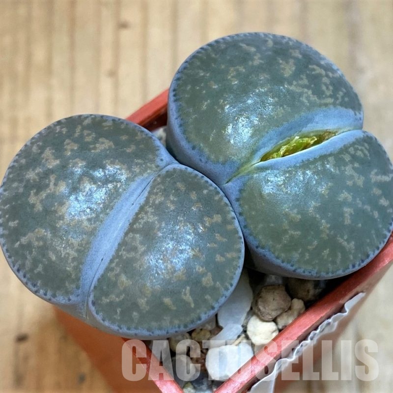 SH7289 Lithops lesliei, grey form C009