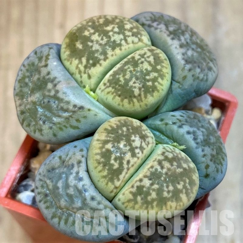 SH8161 Lithops gesinae