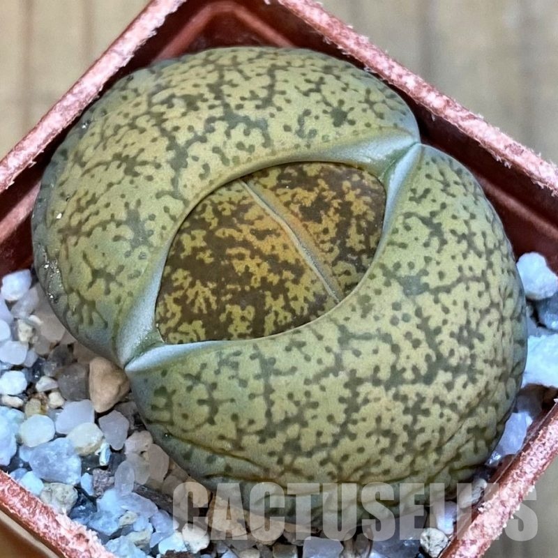 SH16751 Lithops lesliei v. hornii x albinica