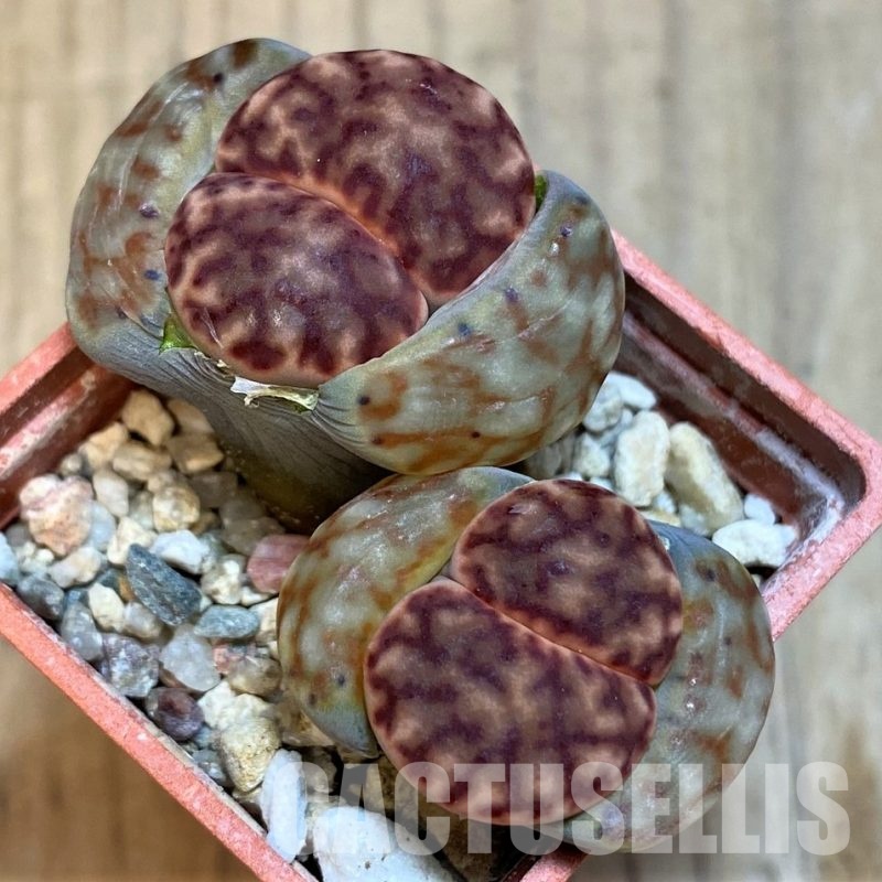 SH17217 Lithops bromfieldii C40