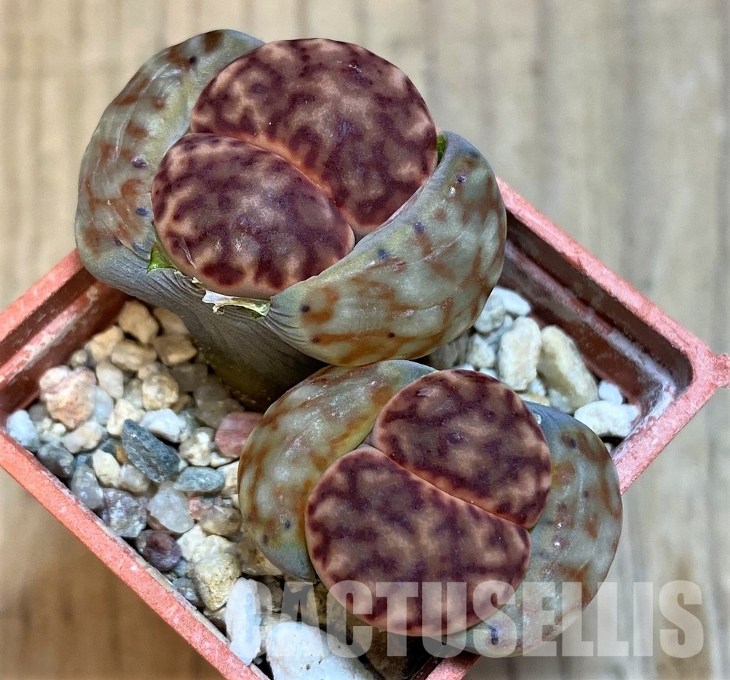 SH17217 Lithops bromfieldii C40