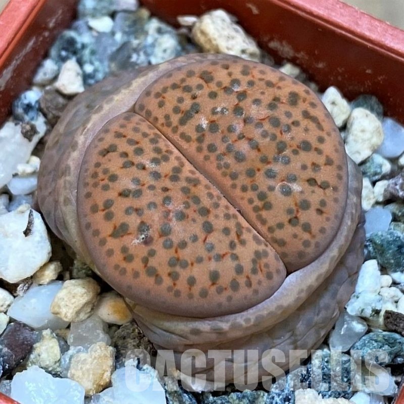 SH14155 Lithops fulviceps v. lactinea