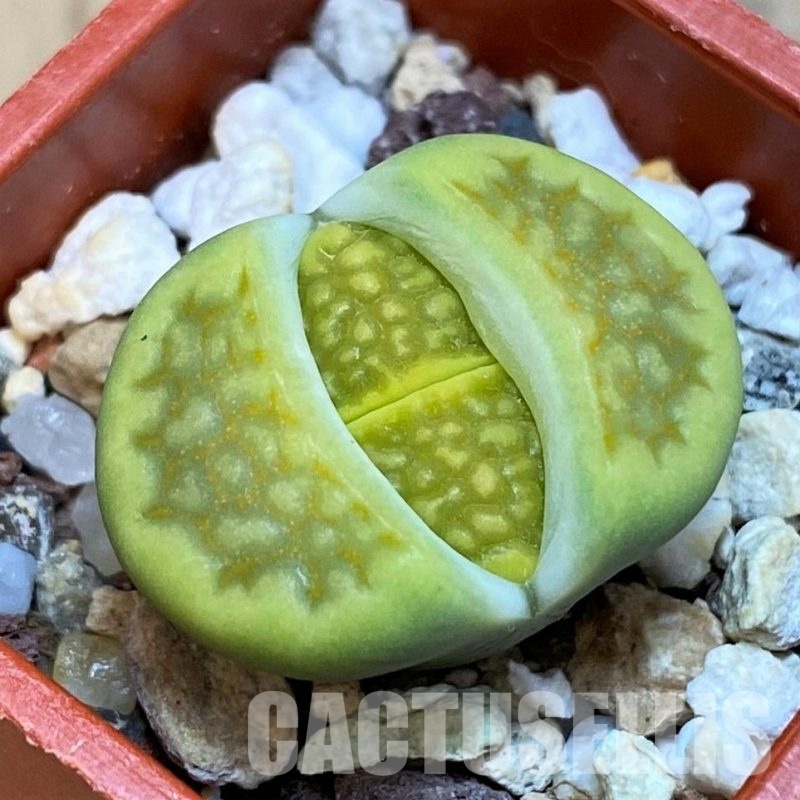 SH20351 Lithops hallii 'Green Soapstone'