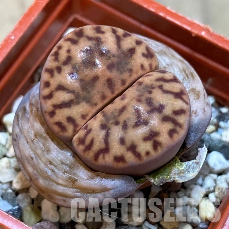 SH13640 Lithops bromfieldii F12 F Uab