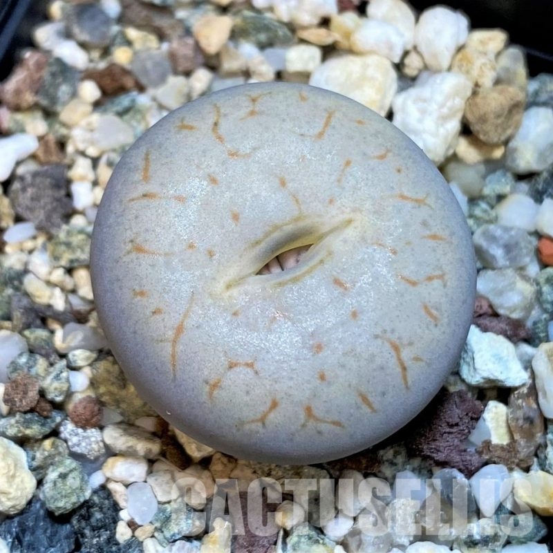 SH11458 Lithops pseudotruncatella ssp. volkii