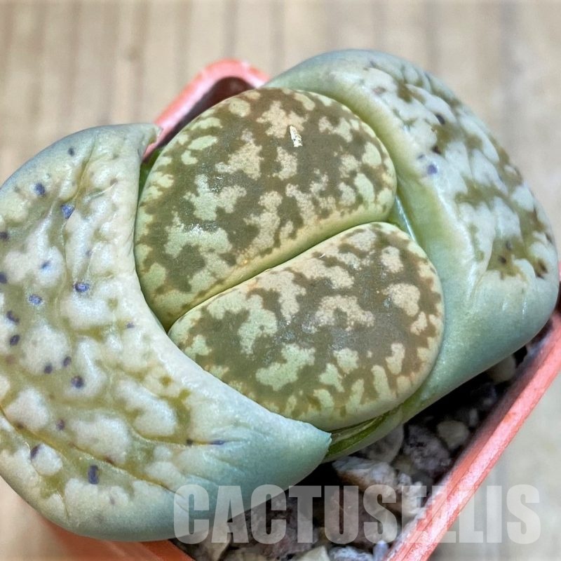 SH3959 Lithops gesinae